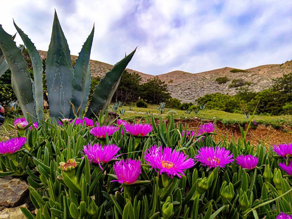 Ein paar lila Blumen im Garten in der Unterkunft Mila Pet friendly house with private beach place in Pag