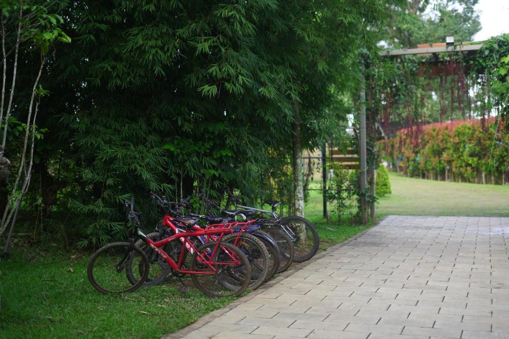 Jízda na kole v ubytování Coffee Greens Resort nebo okolí