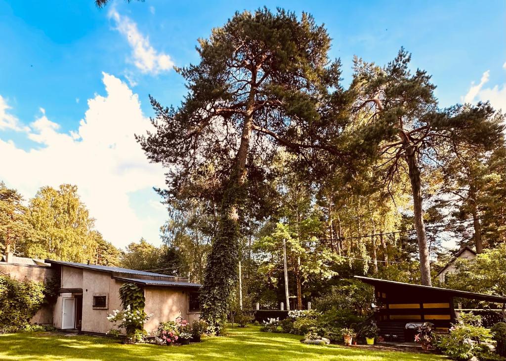 ein Haus mit einem großen Baum im Hof in der Unterkunft Baltic Sea Cottage in Jūrmala