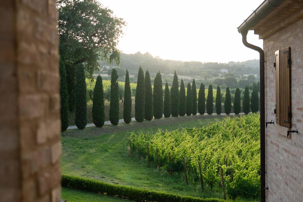 a row of cypress trees next to a vineyard at Locanda Fontezoppa in Civitanova Alta