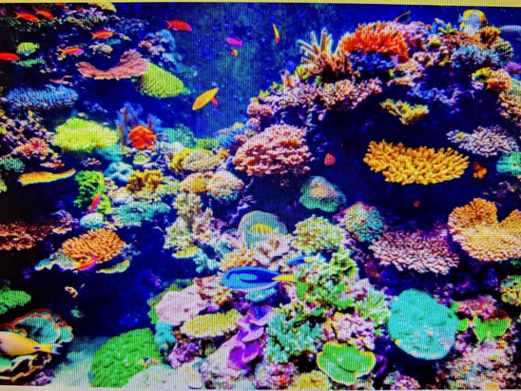 an aquarium filled with lots of colorful corals and fish at CORAL apartment in Târgu-Mureş