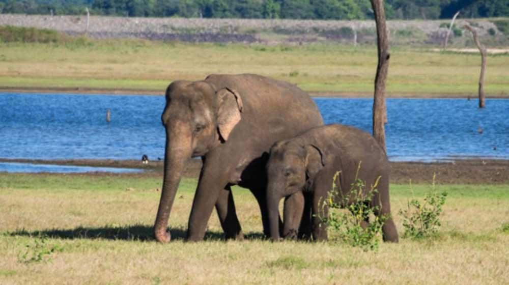 a baby elephant standing next to an adult elephant at YALA FAMILY HOMESTAY in Tissamaharama