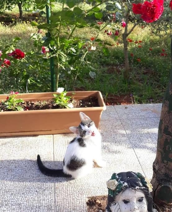 Fotografie z fotogalerie ubytování Gizli bir Cennet (A Hidden Paradise) v destinaci Antalya