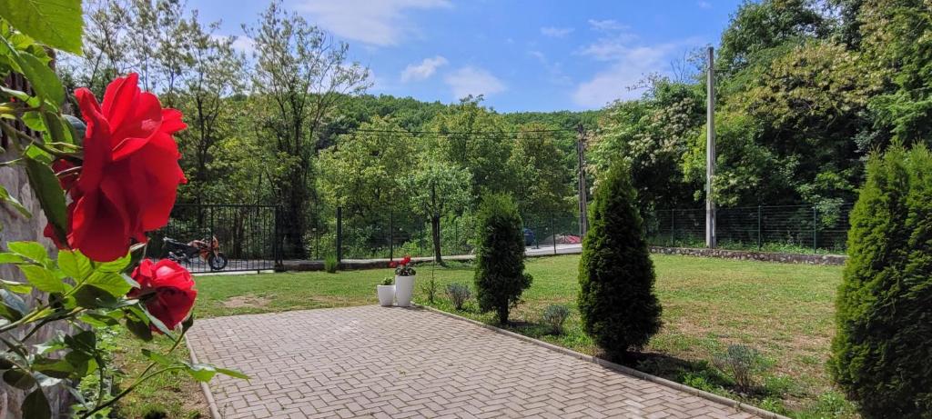 Zahrada ubytování Casa Patryk