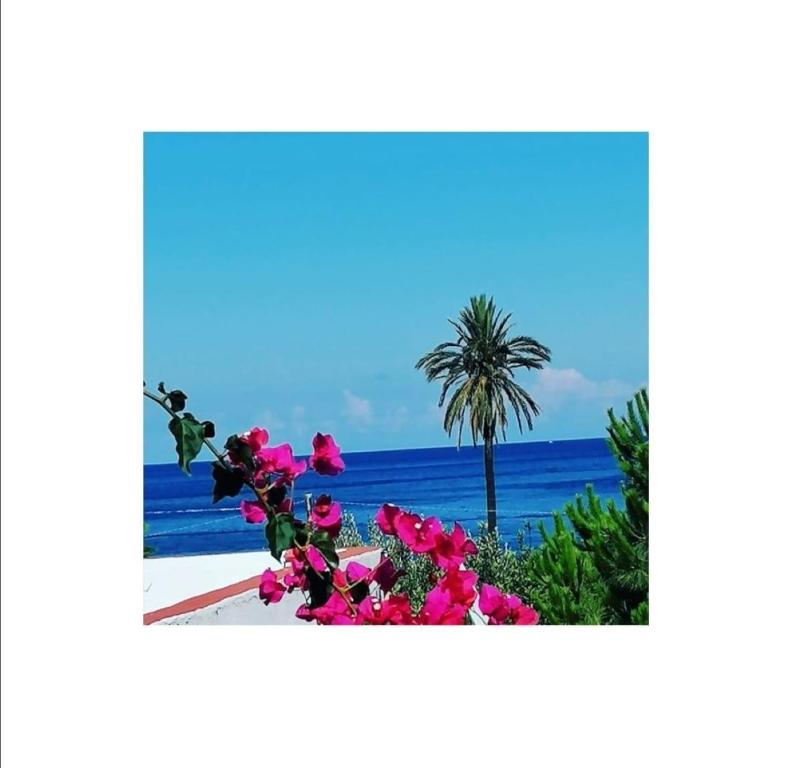 un palmier et des fleurs en face de l'océan dans l'établissement Villino Miraglia, à Lingua