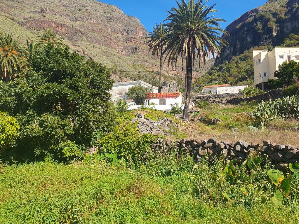 un pueblo con una palmera y una montaña en Casita El Molino im grünen Valle Gran Rey, en Valle Gran Rey