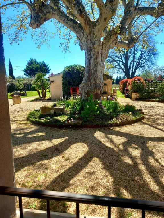un arbre au milieu d'une cour avec une clôture dans l'établissement Maison avec jardin, à Pernes-les-Fontaines