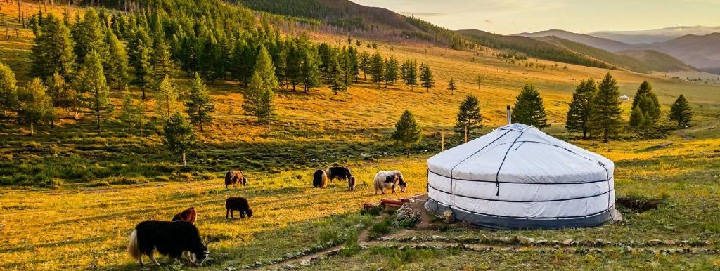 a group of cows grazing in a field next to a tent at Dream Adventure Mongolia in Nalayh