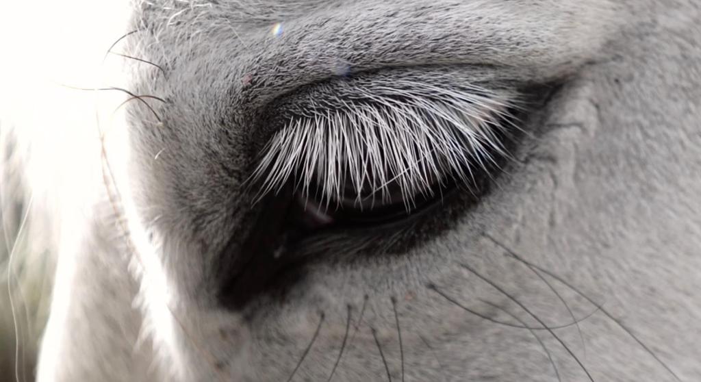 Tiere im Hotel oder in der Nähe