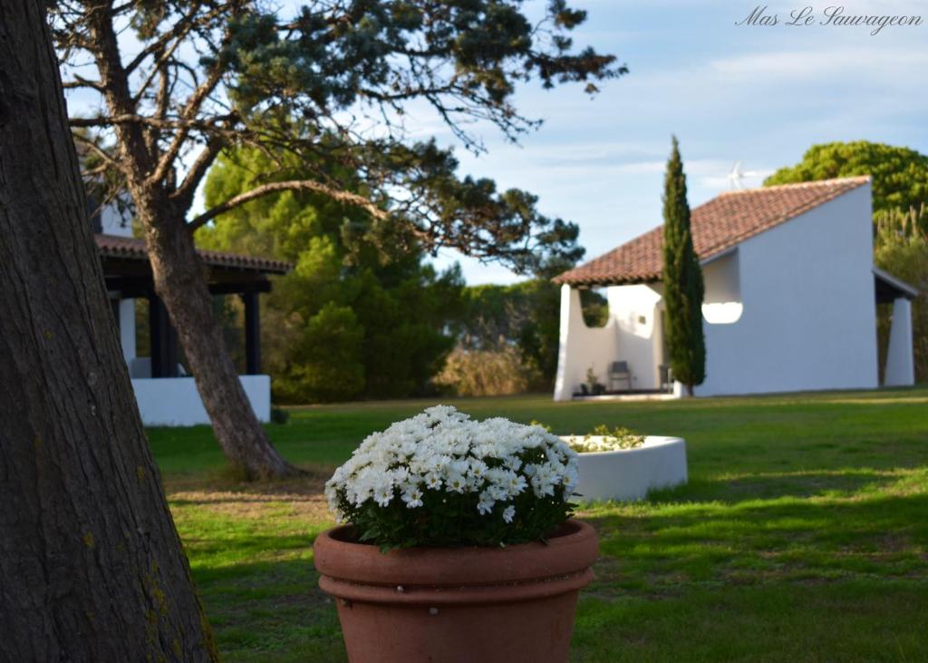 einen Topf mit weißen Blumen vor einem Haus in der Unterkunft MAS MLS in Saintes-Maries-de-la-Mer