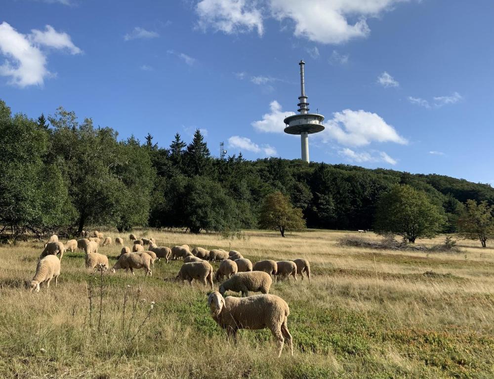 uma manada de ovelhas a pastar num campo com uma torre de televisão em Bachmanns Ferienwohnung em Schotten