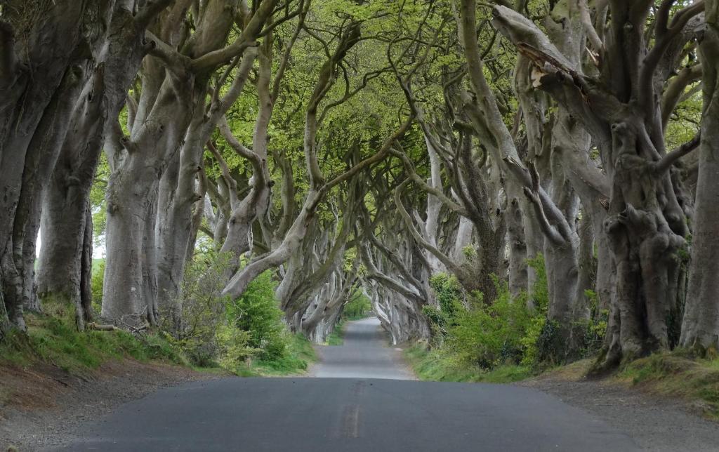 a road through a tunnel of trees on a road at The Hedges Hotel in Stranocum