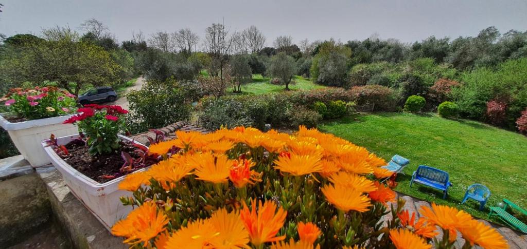 un jardín con flores naranjas en un lecho de flores en Casa Vacanze - 12 Maggio, en Campagnano di Roma