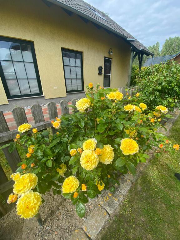 a bunch of yellow flowers in front of a house at Strandhaus Altglowe - Perfekt für 8 Gäste! #FerienhausAltglowe in Glowe