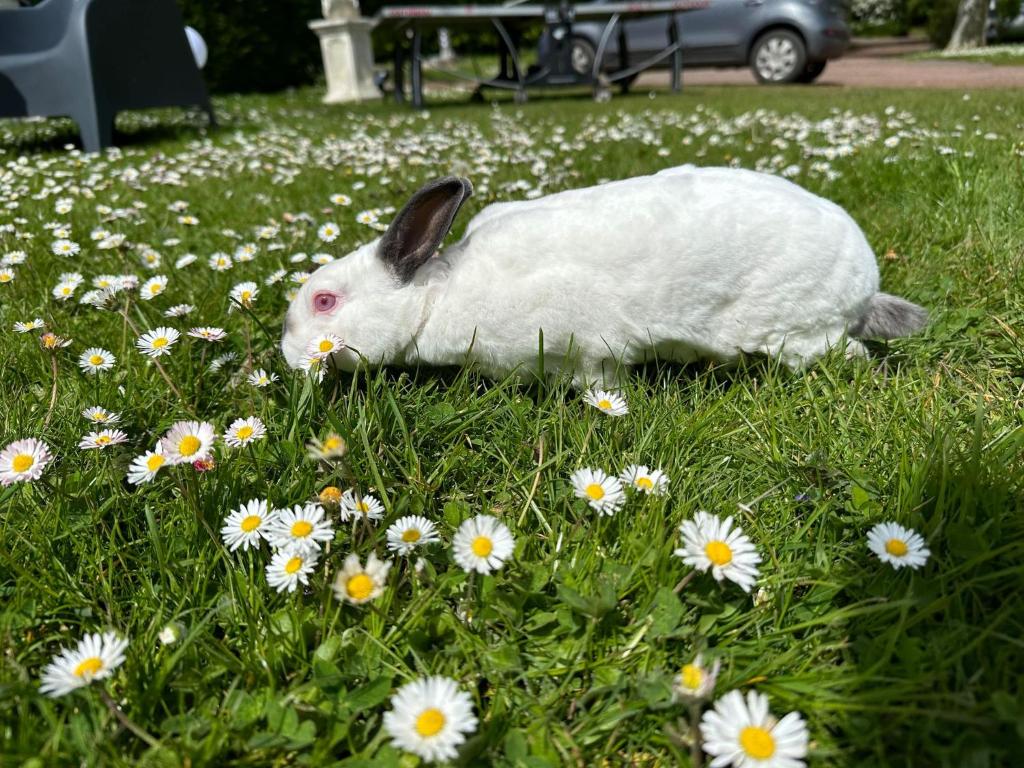 a white rabbit sitting in the grass with flowers at Les Insolites du vélodrome d&#39;Albert in Albert