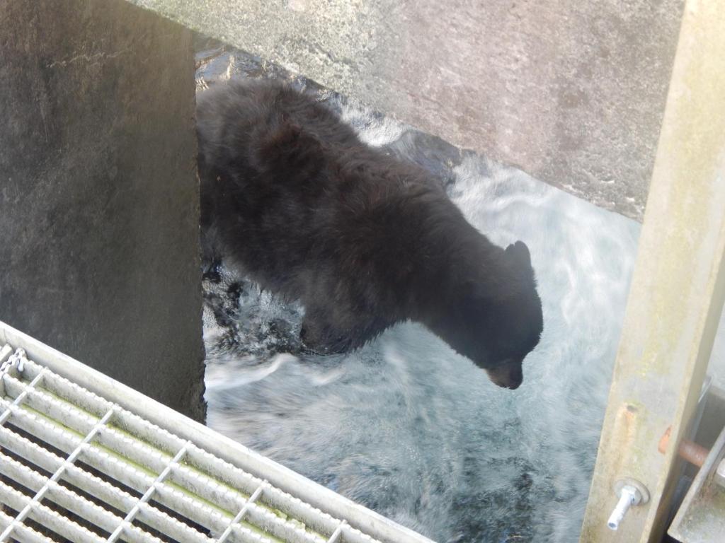 a bear standing in the water in a zoo at Money Pennies Bed and Breakfast in Campbell River