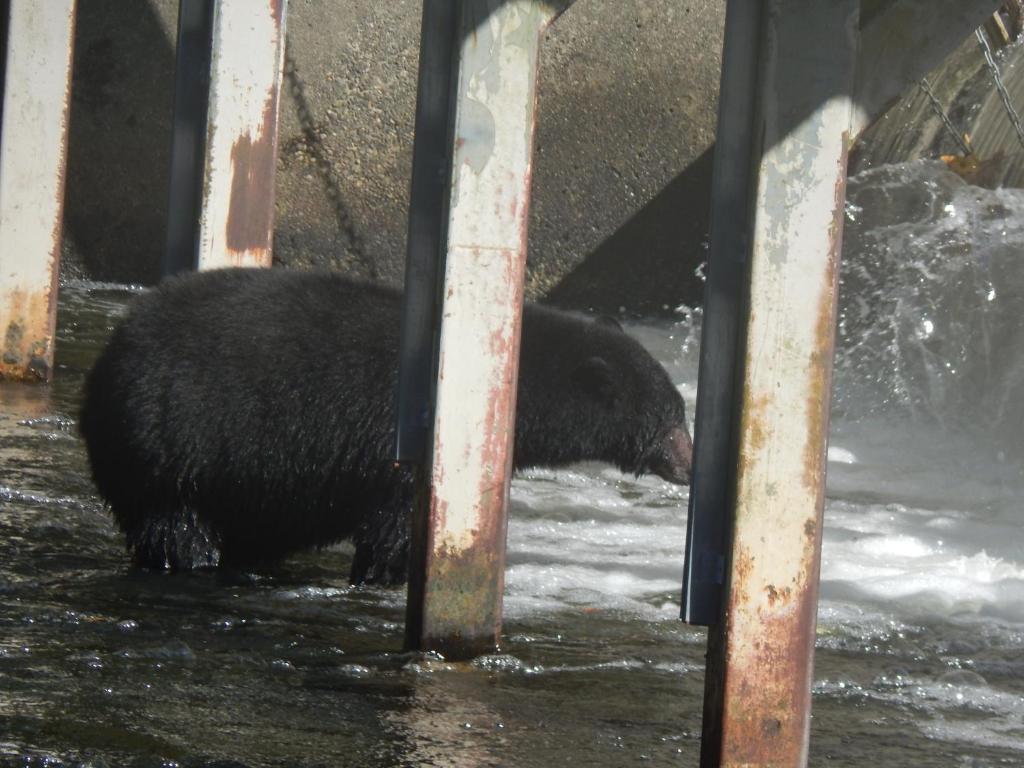 a black bear walking in the water in the water at Money Pennies Bed and Breakfast in Campbell River