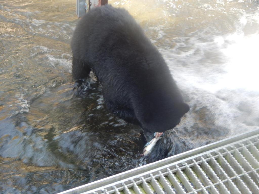 a black bear in the water with a fish in its mouth at Money Pennies Bed and Breakfast in Campbell River