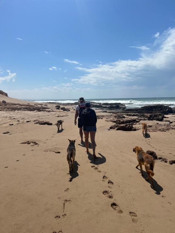 two people walking their dogs on the beach at Le Khaïma Bio, Oasis écologique au bord de l'océan in Douaïra