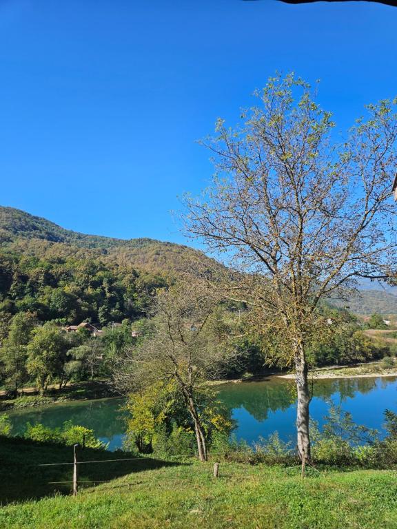 a tree next to a lake with mountains in the background at Pravo mesto in Bajina Bašta
