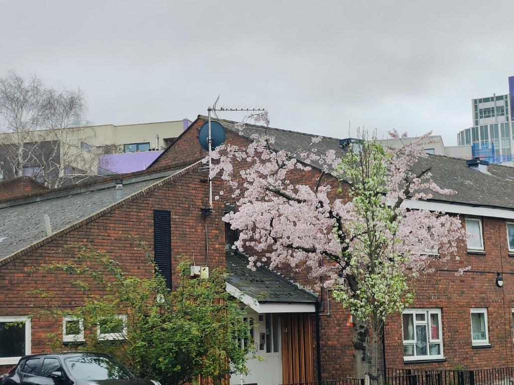 ロンドンにあるClifton Houseのレンガ造りの建物の側にピンクの花が咲く木