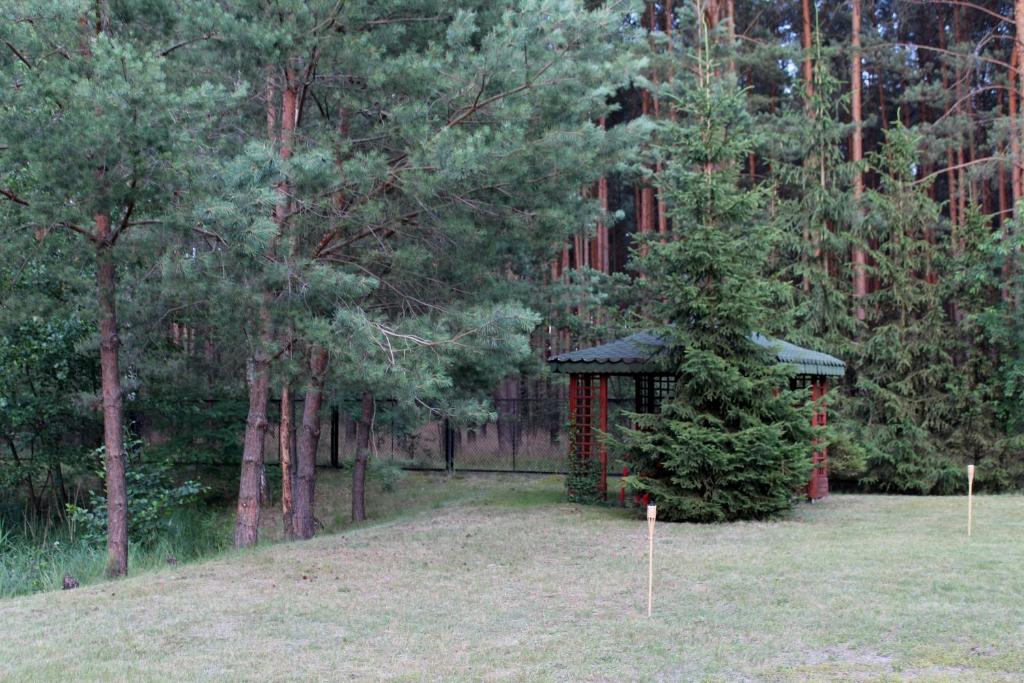 Small gazebo nestled among pine trees in a grassy area.