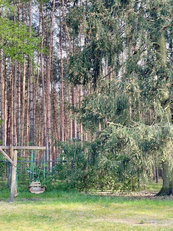Wooden swing set beside tall pine trees in a forest clearing.