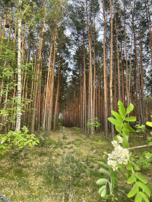 Tall pine trees forming a pathway in a dense forest.