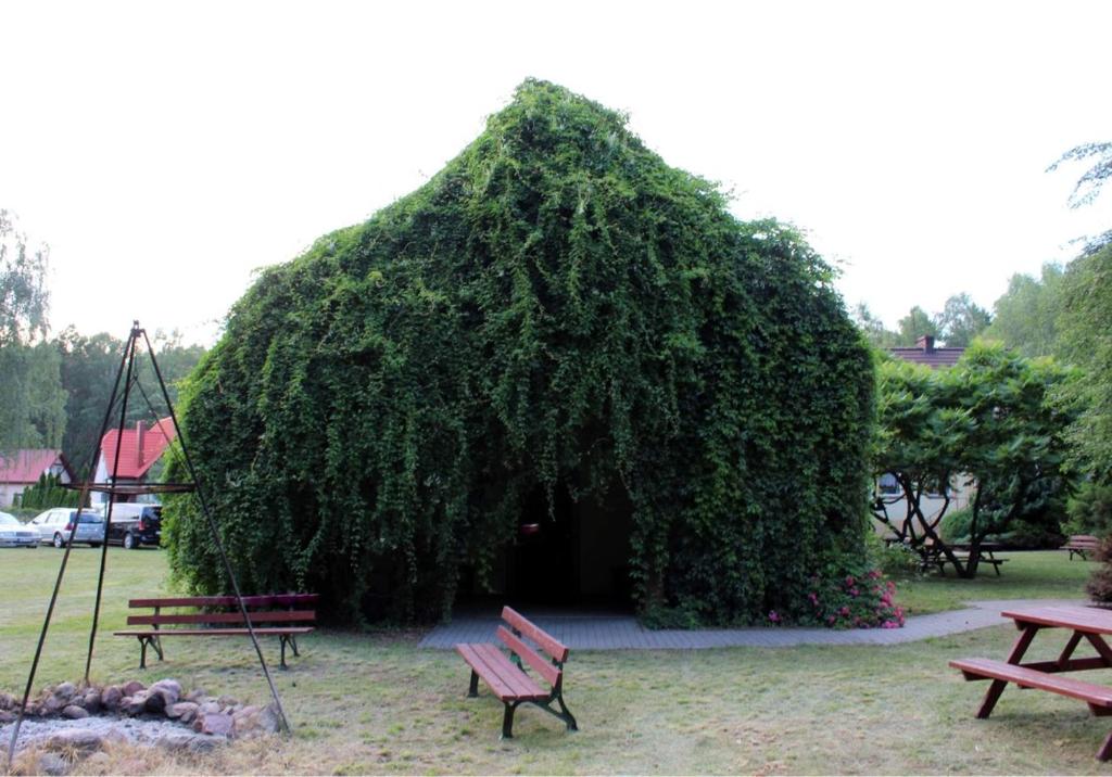 Building covered in dense green foliage with benches in front.