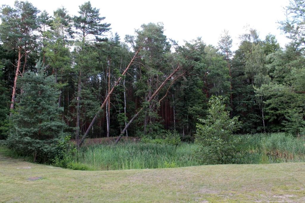 Forest view with tall trees and grassy area under a cloudy sky.