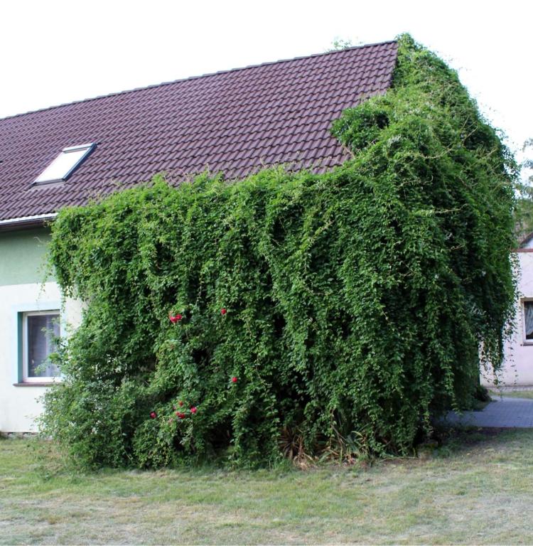 House with roof and walls covered in thick green vines.