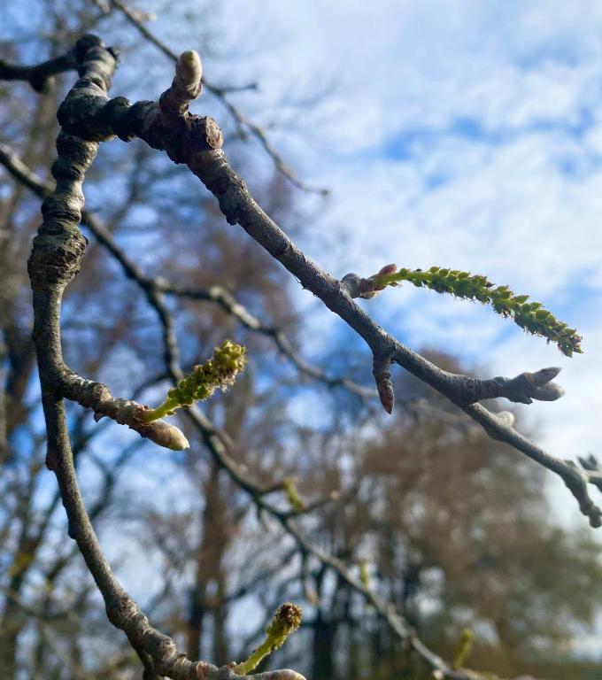 Close-up of budding branches against a blue sky and blurred trees.