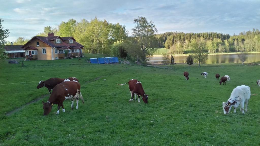 a herd of cows grazing in a field with a house at Vackert och fridfullt i jordhus, 90 kvm in Nyköping