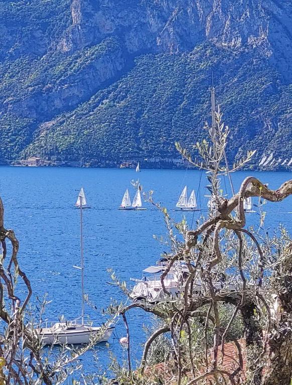 a group of sailboats on a large body of water at MariGarda Apartments in Assenza di Brenzone