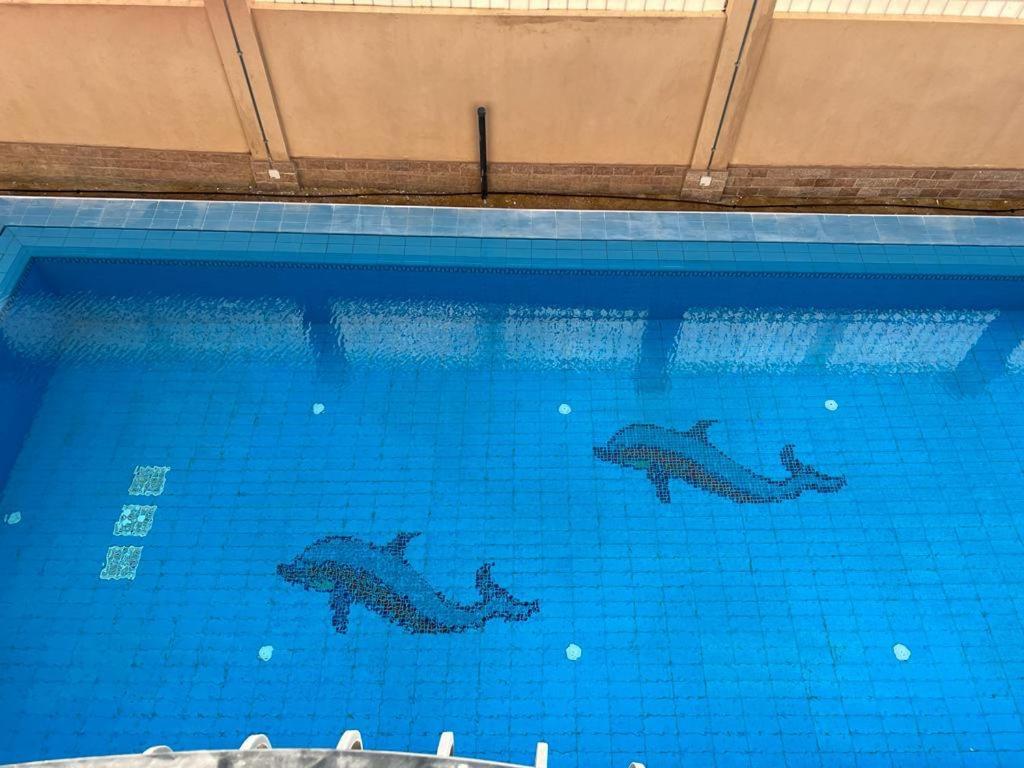 ein Schwimmbad mit zwei Delfinen im Wasser in der Unterkunft الشيخ زايد in Sheikh Zayed