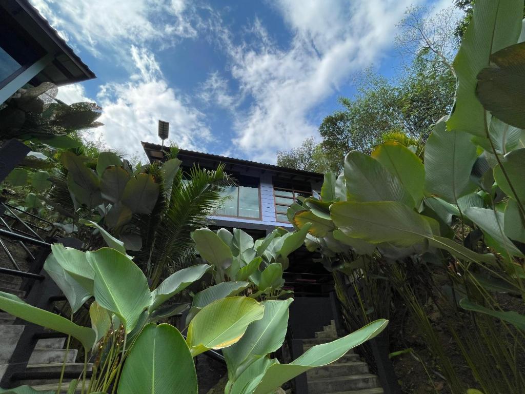 Zahrada ubytování DR DUSUN (RESORT&CAMPSITE)