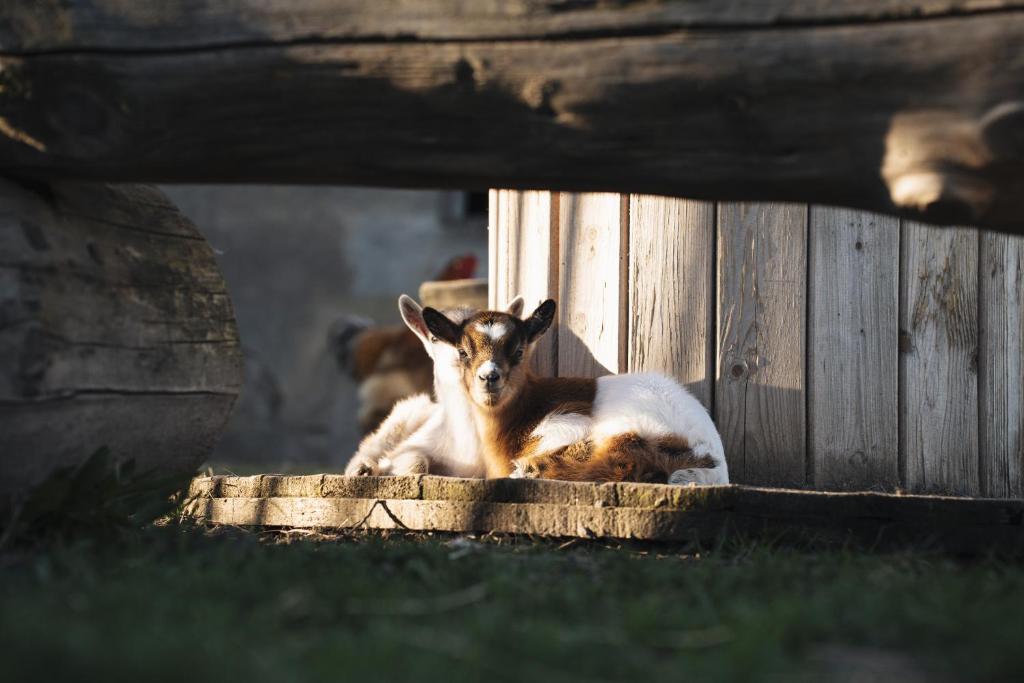 a baby goat is laying in a doorway at Gite du Moulin in Saint-Laurent-dʼAndenay