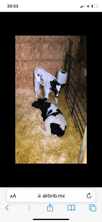duas vacas estão deitadas no feno num celeiro em Casa Arcadia 