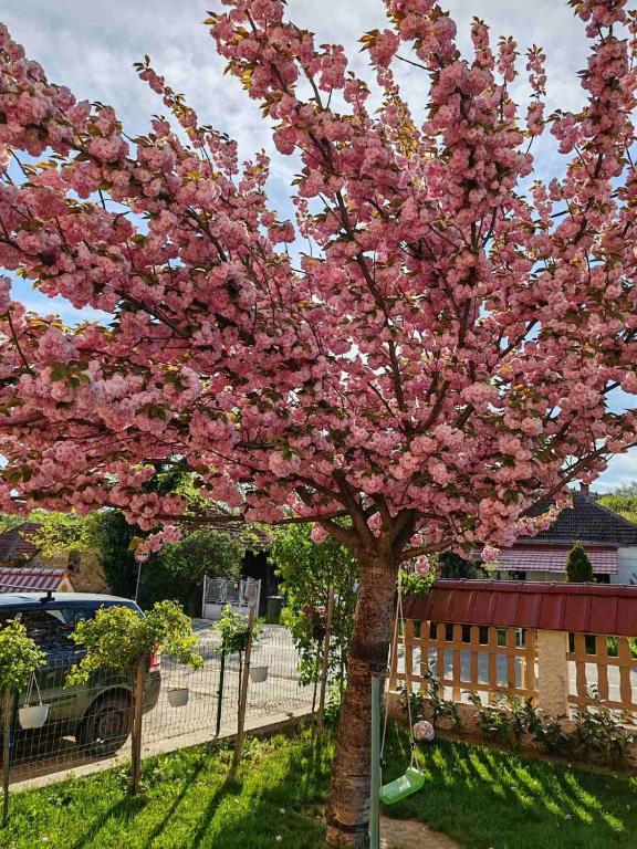 Zahrada ubytování Apartmani Lazić