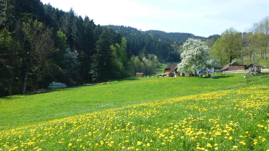 um campo de flores amarelas num campo verde em Hugenhof Kirchzarten bei Freiburg em Kirchzarten