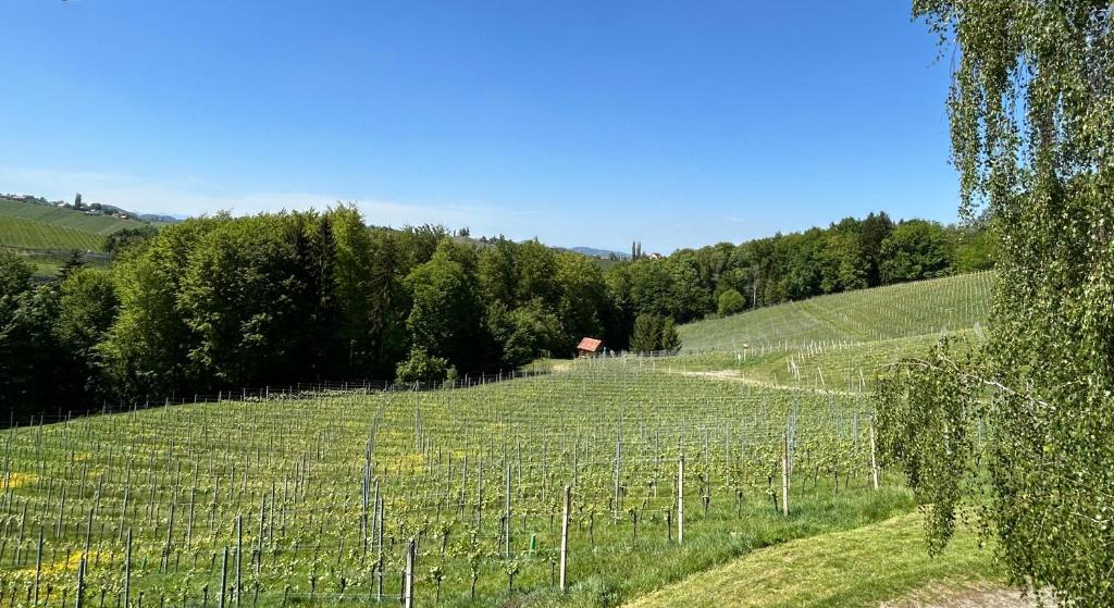 a vineyard with green hills and trees in the background at Haus-Eckberg 101 in Gamlitz