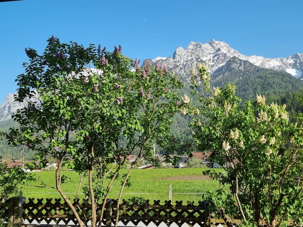 two trees in a field with mountains in the background at 80 m2, für bis 6 Personen mit tollem Skigebiet, zentral und doch ruhig in Waidring