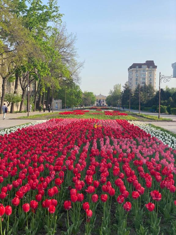 un campo di tulipani rossi e rosa in un parco di Narke Hostel a Bishkek