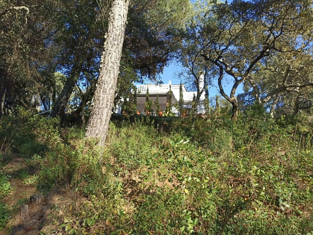 dom siedzący na szczycie wzgórza z drzewami w obiekcie Casa San Francisco de Asís w Kordobie