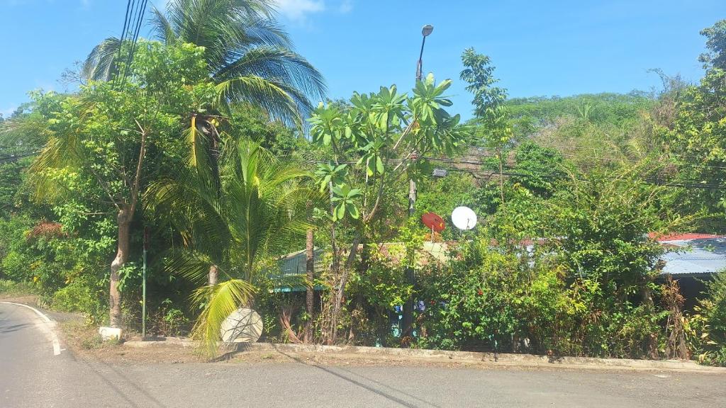 A garden outside Torito's room