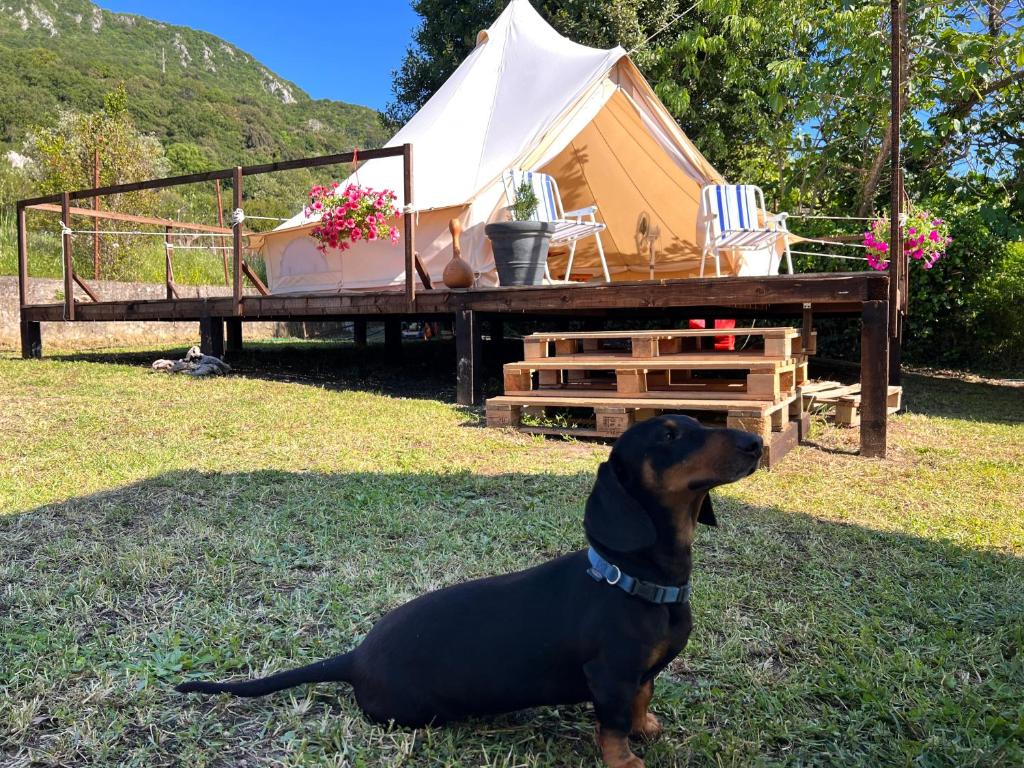 Domácí mazlíčci ubytovaní s hosty v ubytování Tranquil Tent Retreat
