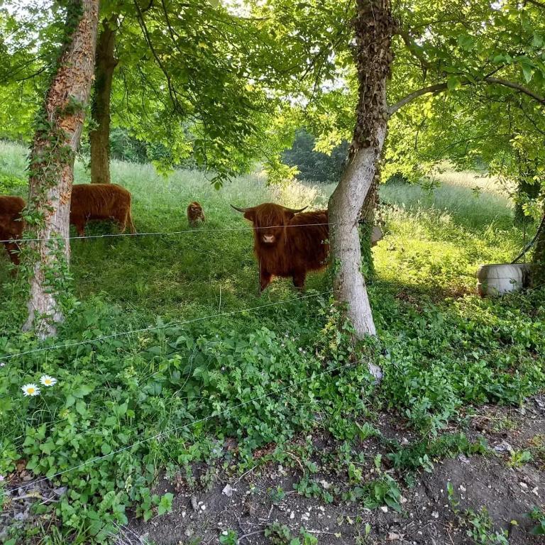 a group of cows laying in the grass under trees at Apartman Potocki in Krapina