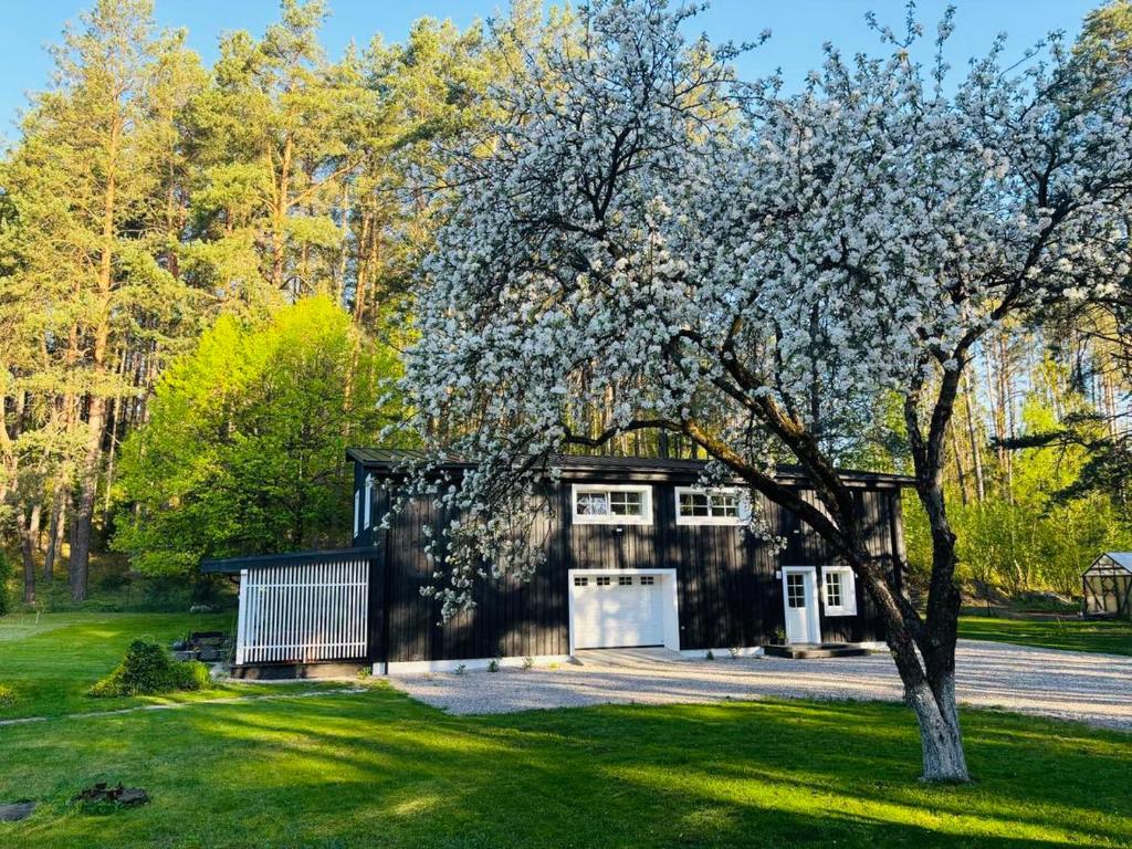 a house with a tree in front of it at Pušyno apartamentai in Druskininkai
