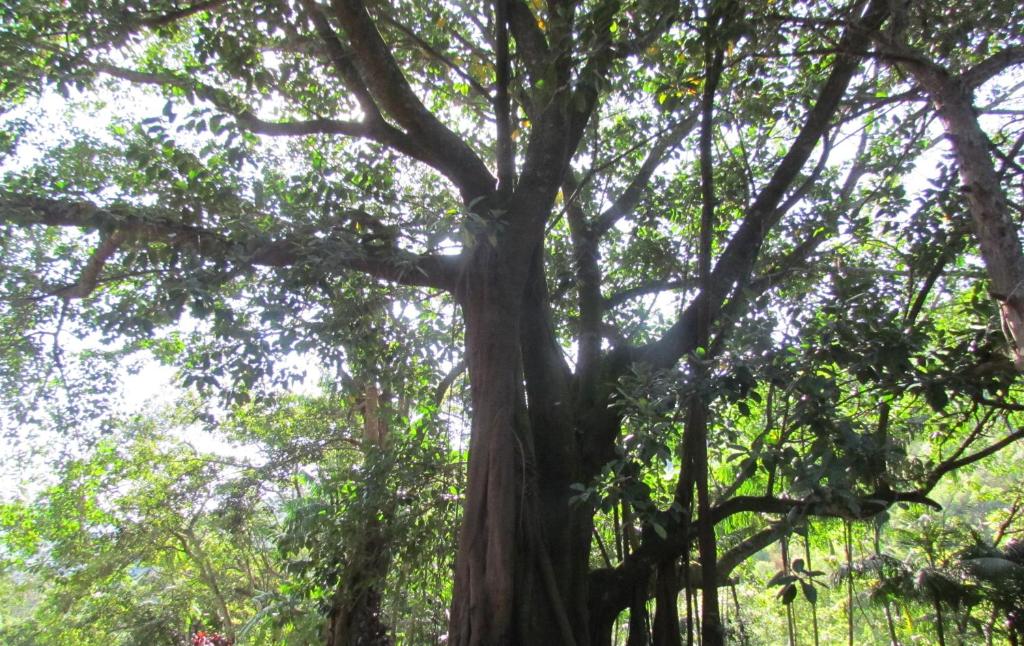  Fazenda São Miguel