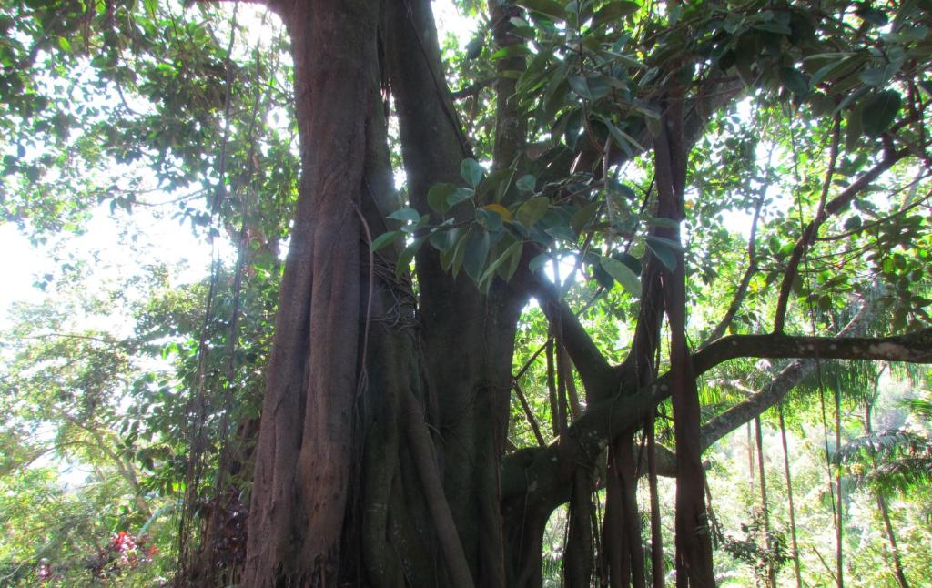  Fazenda São Miguel